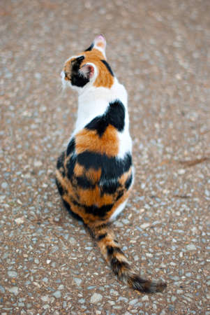 Cute kittyの写真素材