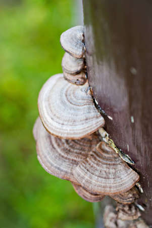 Mushroom in the north of Thailandの写真素材