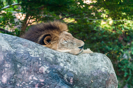 The lion sleeps for 20 hours a dayの写真素材