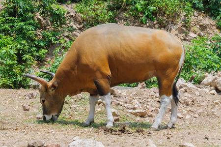 Close up of Banteng (Bos javanicus),wildlife sanctuary in Thailandの写真素材