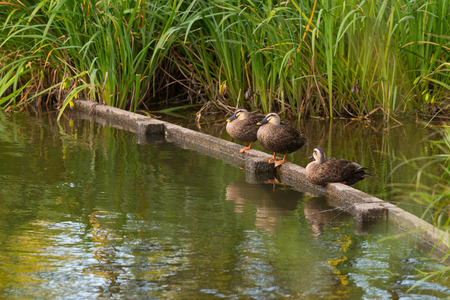 Duck standing at edge of the poolの写真素材