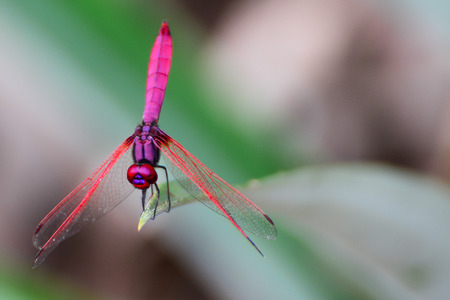 The most beautiful  insect is dragonflyの写真素材