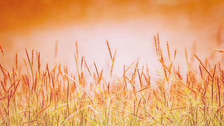 Beautiful grass made with soft focus and color filters, Nature background.の写真素材