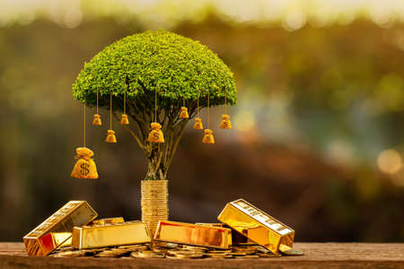 Stacking coins and many gold bar money bag of tree with growing put on the wood on the morning sunlight in public park, Saving money and loan for business investment concept.の写真素材
