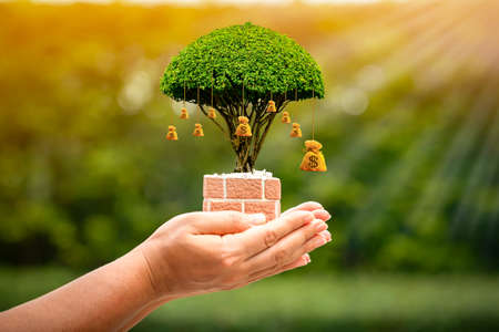 Woman hand hold the money bag of tree with growing on sunlight in the public park, Saving for business investment and give a loan concept.