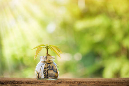 Bottle with gold coin and plant growing interest with savings money put on the old wood on sunlight background in the public park, Business investment and saving money concept.の写真素材