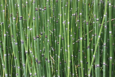 horsertail grass is look like bamboo and can use for decorationの写真素材