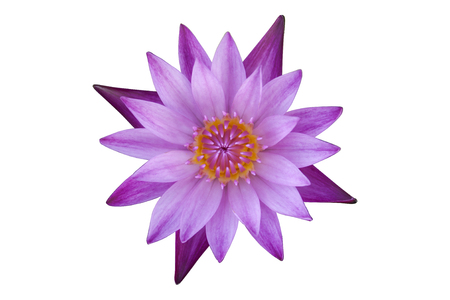 pink lotus flower on white backgroundの写真素材