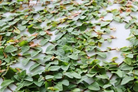 Green climbing plantsの写真素材