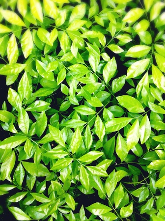 Green leaf pictureの素材