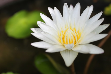 White lotus flower on a poundの写真素材