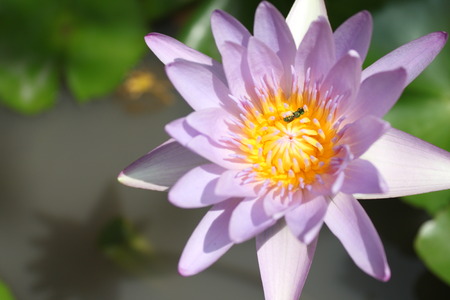 Pink lotus flower on a poundの写真素材