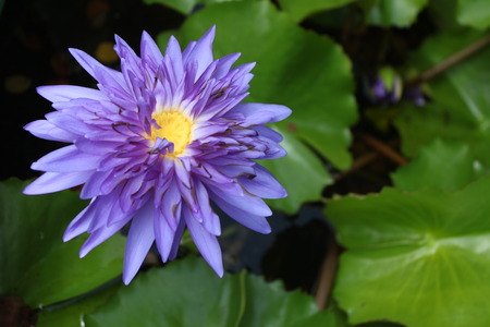 Blue lotus flower on a poundの写真素材