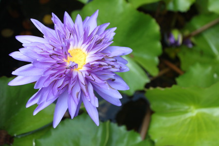 Blue lotus flower on a poundの写真素材