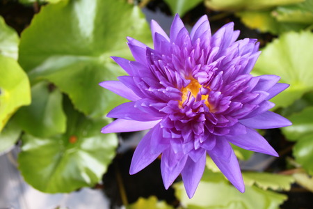 Blue lotus flower on a poundの写真素材