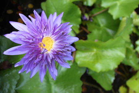 Blue lotus flower on a poundの写真素材