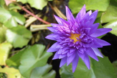 Blue lotus flower on a poundの写真素材