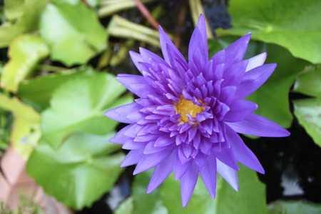 Blue lotus flower on a poundの写真素材