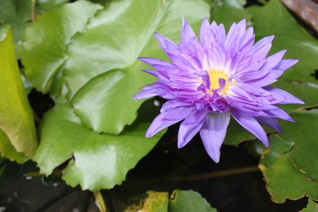 Blue lotus flower on a poundの写真素材