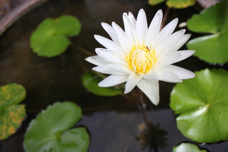 White lotus flower on a poundの写真素材