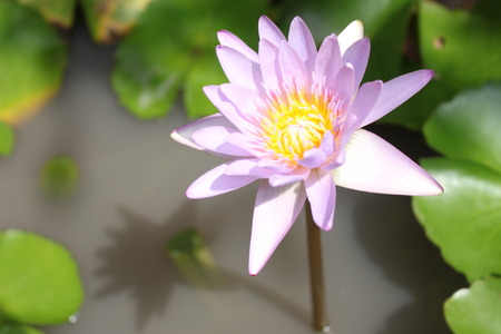 Pink lotus flower on a poundの写真素材