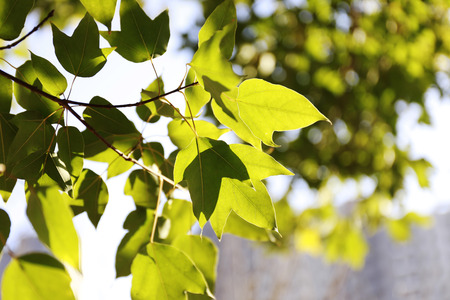 leafの写真素材