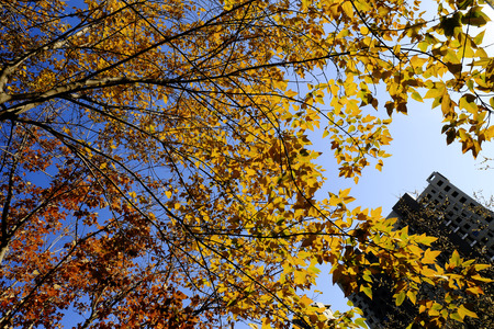 leafの写真素材