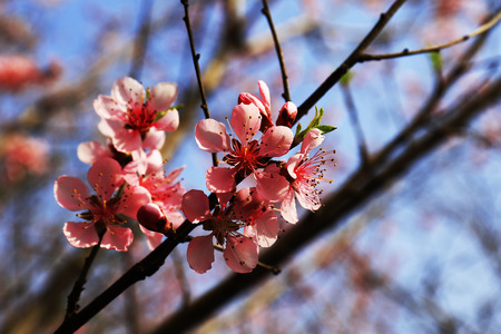 Peach blossomの写真素材