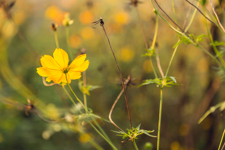 Beautiful flower in gardenの写真素材