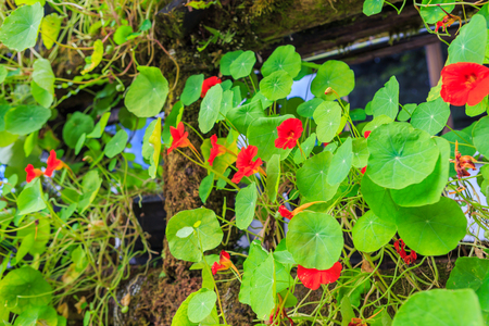 Beautiful flower in garden