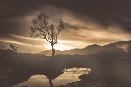 Black tree at beautiful timeの写真素材