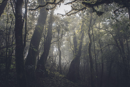 Tropical rain forest in the darkの写真素材