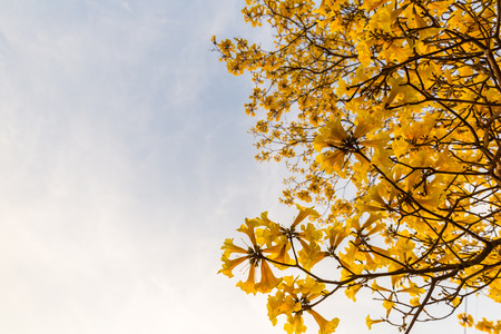 golden flowers trees and sunset sky