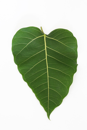 Green bothi leaf (Pho leaf, ) isolated on white background., with clipping path.の写真素材