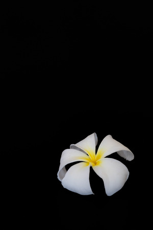 White frangipani flower on black background,with clipping path.の写真素材