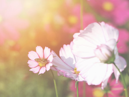 a bee on pink cosmos flower under sunlightの写真素材
