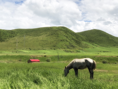 horse eating green grass in the grasslandの写真素材