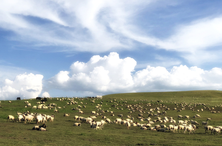 sheep farm in green highland  mountain scenery with blue sky white cloudの写真素材