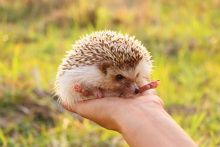 Person Holding Cute Hedgehog in Hands. Scared Spiny Mammal Hedgehog in sitting Position Outdoors on grass scenary and Women Hands Carefully Holding Himの写真素材