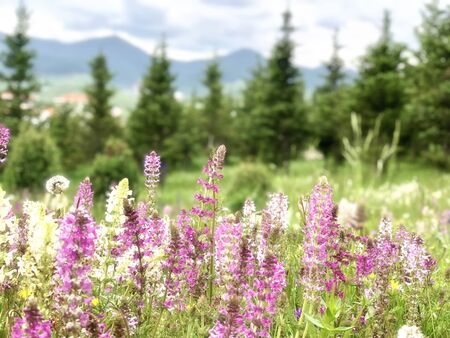 purple pink and white  grass flowers blossom in spring season beatiful mountain scenary