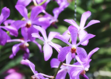 Beautiful organic purple orchid flowers blooming in blurred background in the nature garden .Orchids close up selected focusの写真素材