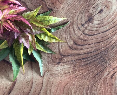 colorful fall maple leaves with green to red on rustic wooden table with place for text....