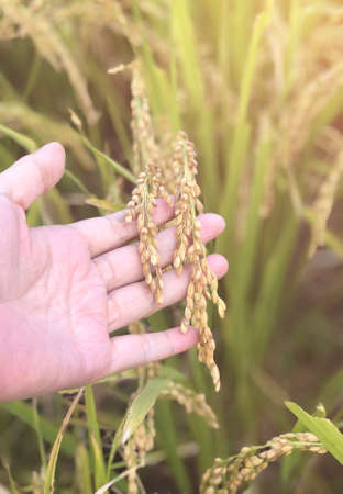 Hand tenderly touching rice in the paddy field waiting for harvest,Hand holding rice with warm...