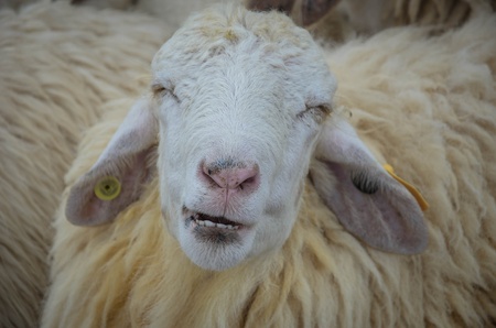 Smile Sheepの写真素材