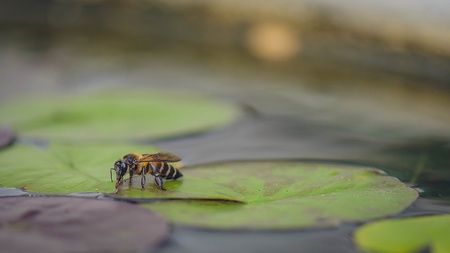 Honey Bee on Lotus leaf, Close Up Macroの写真素材