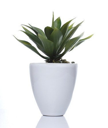 Artificial plant in White pot on White backgroundの写真素材