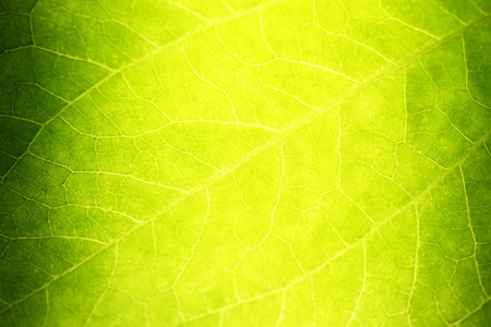 green texture leaf