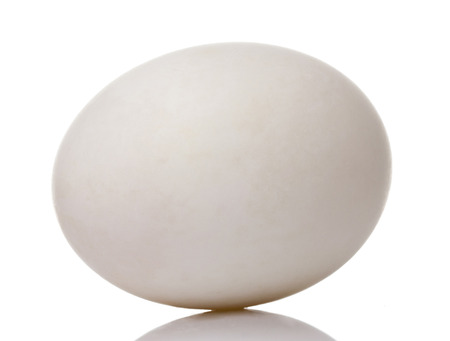 Egg Duck on White backgroundの写真素材