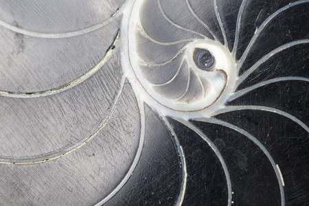 Black Swirl Shell Texture Closeupの写真素材