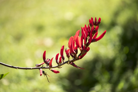 Red Wild Orchid with Green Blur Backgroundの写真素材